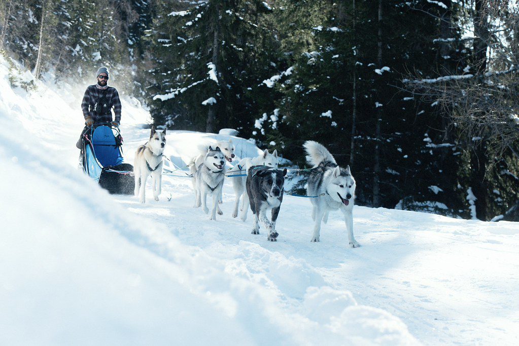 Husky sled team running through a snowy forest in Sainte Foy Tarentaise with a musher guiding the dogs from behind.
